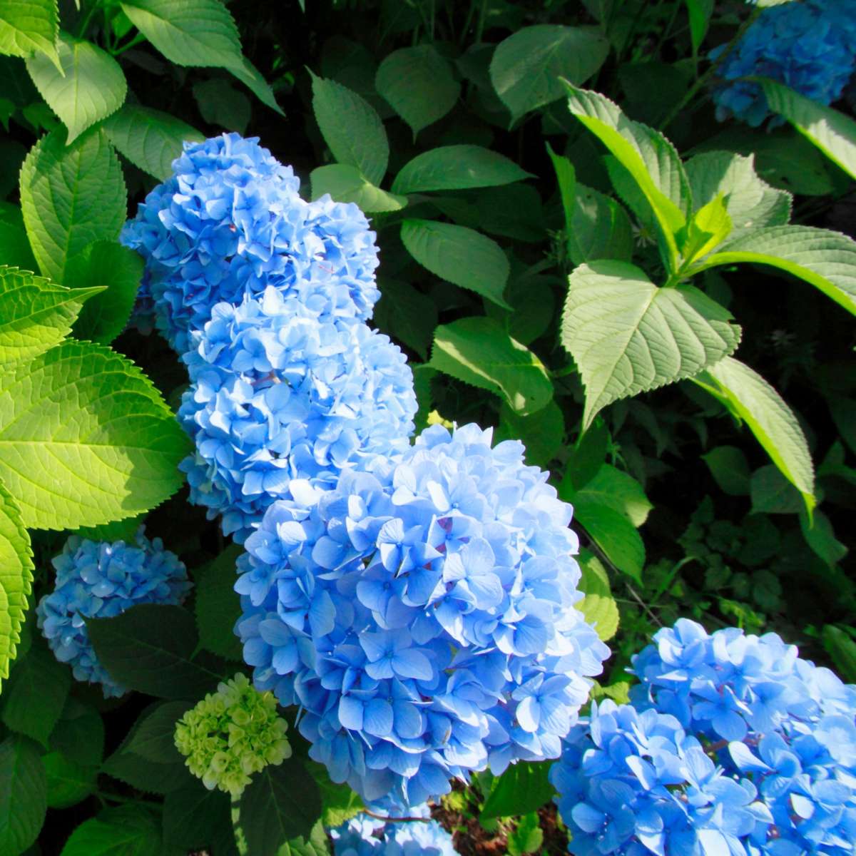 Florastore Hortensie - 3 Stk - Hydrangea Macrophylla 'Early Blue' - Höhe 25-40Cm - ⌀9Cm