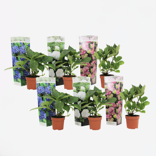 Florastore Hortensie - 6 Stk - Hydrangea Macrophylla - Höhe 25-40Cm - ⌀9Cm