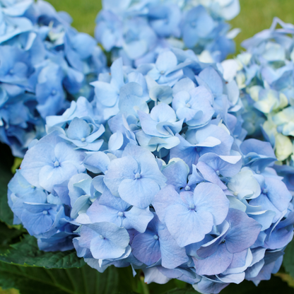 Florastore Hortensie - 6 Stk - Hydrangea Macrophylla - Höhe 25-40Cm - ⌀9Cm