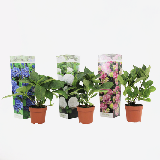 Florastore Hortensie - 3 Stk - Hydrangea Macrophylla - Höhe 25-40Cm - ⌀9Cm