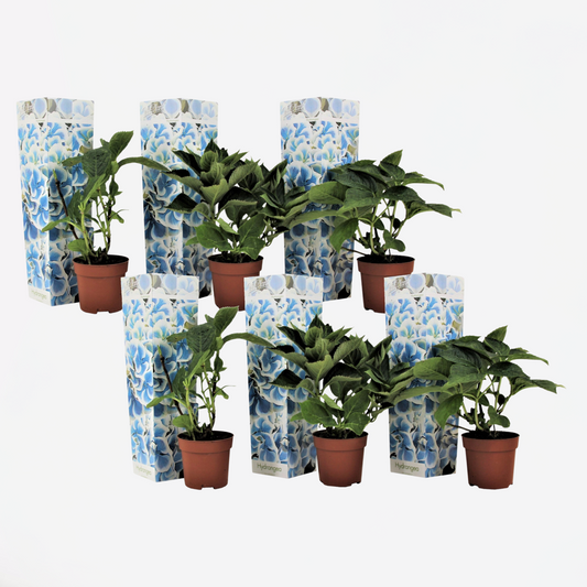 Florastore Hortensie - 6 Stk - Hydrangea Macrophylla 'Bavaria' - Höhe 25-40Cm - ⌀9Cm