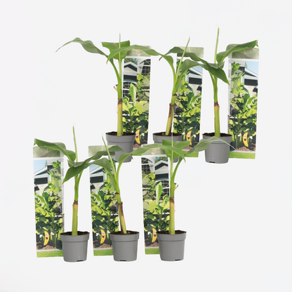 Florastore Bananenpflanze - 6 Stk - Musa Basjoo - Höhe 25-40Cm - ⌀9Cm