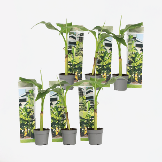 Florastore Bananenpflanze - 6 Stk - Musa Basjoo - Höhe 25-40Cm - ⌀9Cm