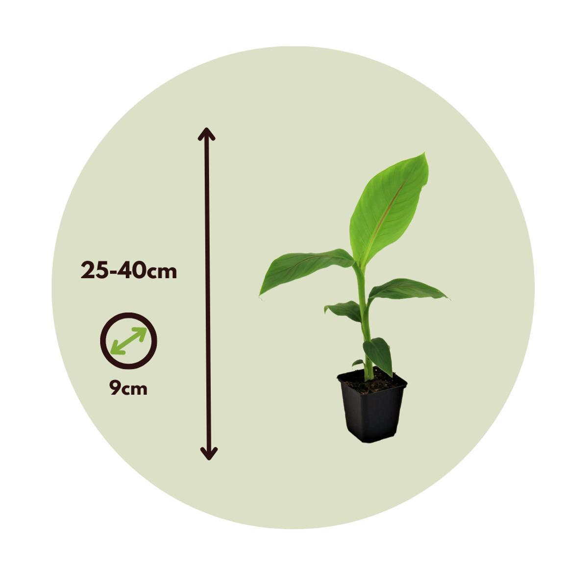 Florastore Bananenpflanze - 6 Stk - Musa Basjoo - Höhe 25-40Cm - ⌀9Cm