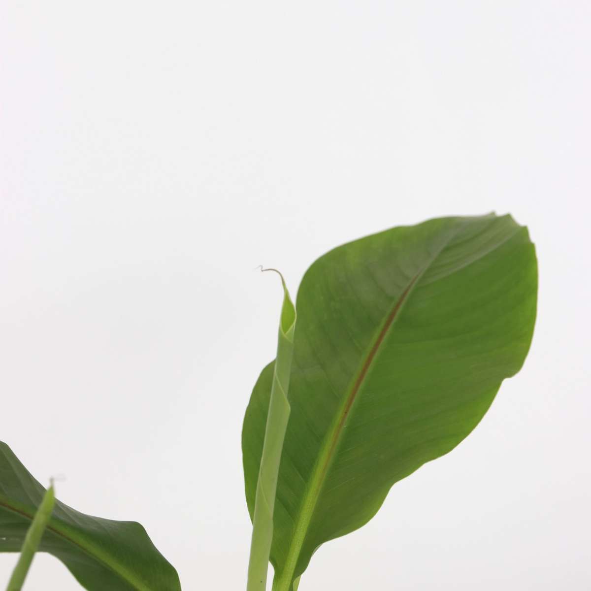 Florastore Bananenpflanze - 6 Stk - Musa Basjoo - Höhe 25-40Cm - ⌀9Cm
