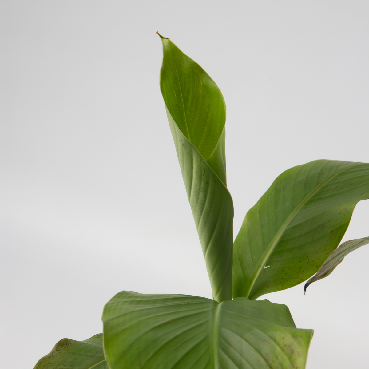 Florastore Bananenpflanze - 4 Stk - Musa Basjoo - Höhe 25-40Cm - ⌀9Cm
