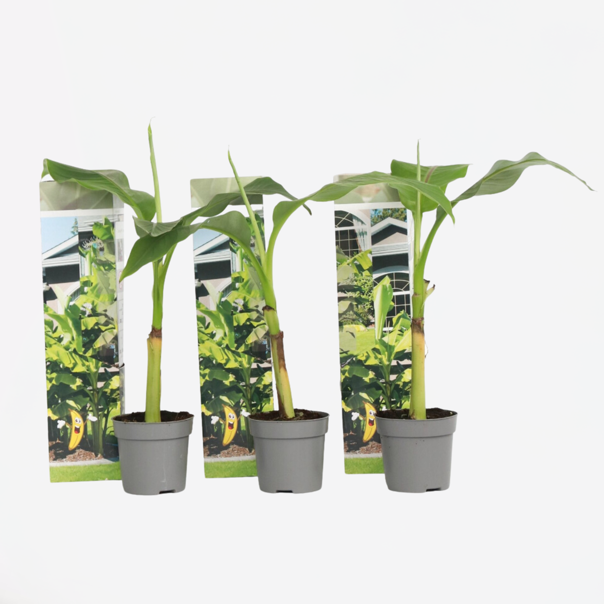 Florastore Bananenpflanze - 3 Stk - Musa Basjoo - Höhe 25-40Cm - ⌀9Cm