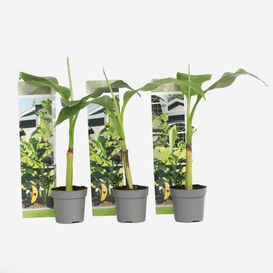 Florastore Bananenpflanze - 3 Stk - Musa Basjoo - Höhe 25-40Cm - ⌀9Cm