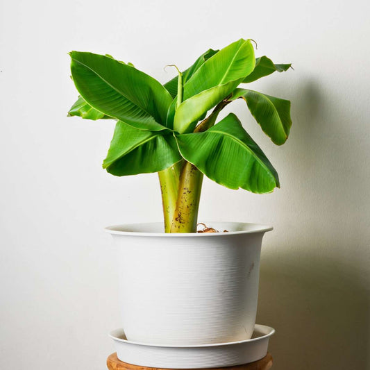 Florastore Bananenpflanze - 3 Stk - Musa Basjoo - Höhe 25-40Cm - ⌀9Cm