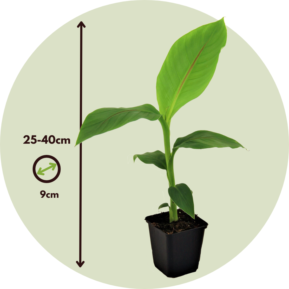 Florastore Bananenpflanze - 3 Stk - Musa Basjoo - Höhe 25-40Cm - ⌀9Cm