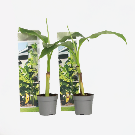 Florastore Bananenpflanze - 2 Stk - Musa Basjoo - Höhe 25-40Cm - ⌀9Cm
