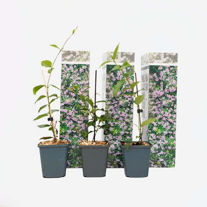 Florastore Sternjasmin - 3 Stk - Trachelospermum Jasminoides - Höhe 25-40Cm - ⌀9Cm