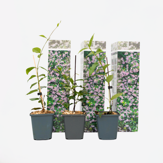 Florastore Sternjasmin - 3 Stk - Trachelospermum Jasminoides - Höhe 25-40Cm - ⌀9Cm