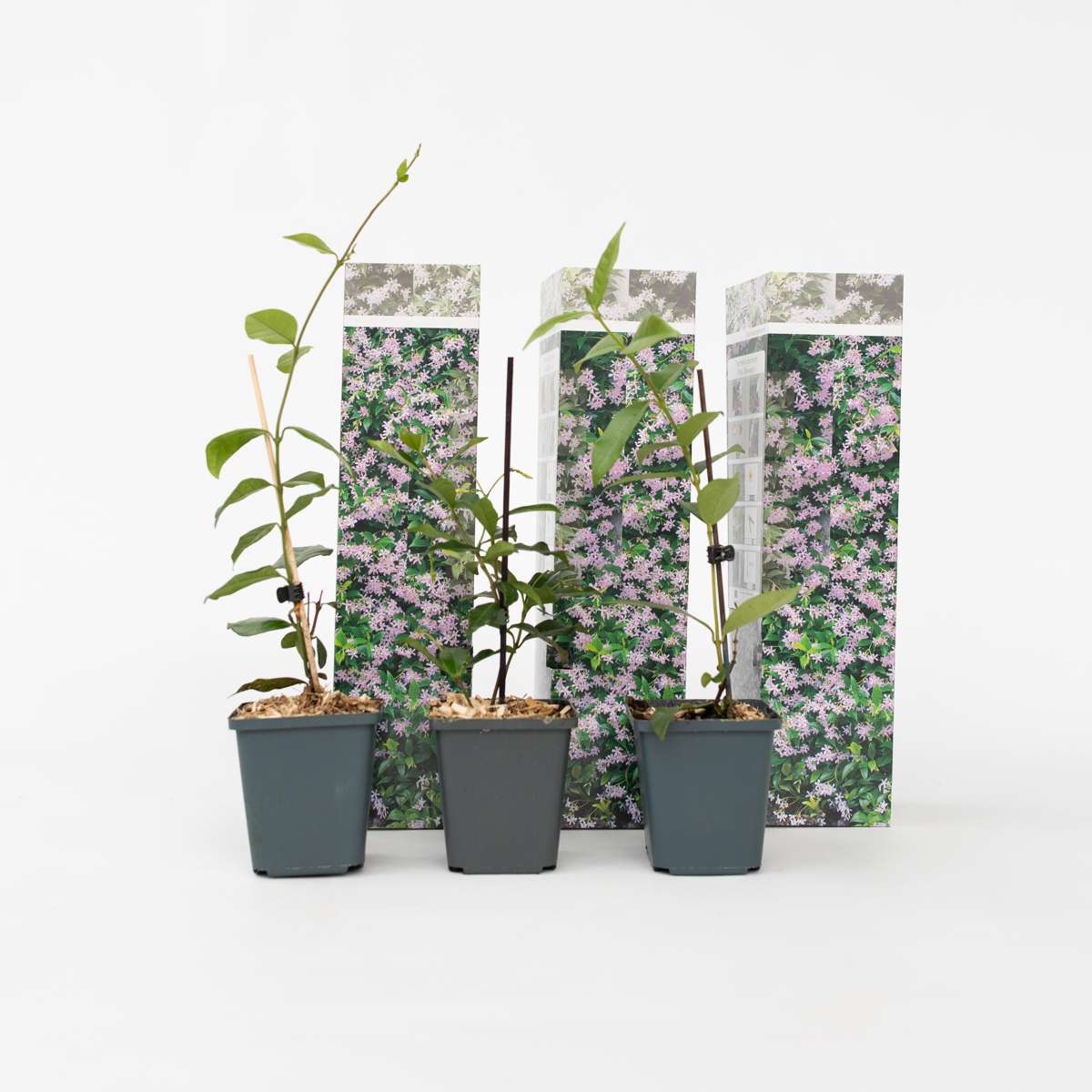 Florastore Sternjasmin - 3 Stk - Trachelospermum Jasminoides - Höhe 25-40Cm - ⌀9Cm