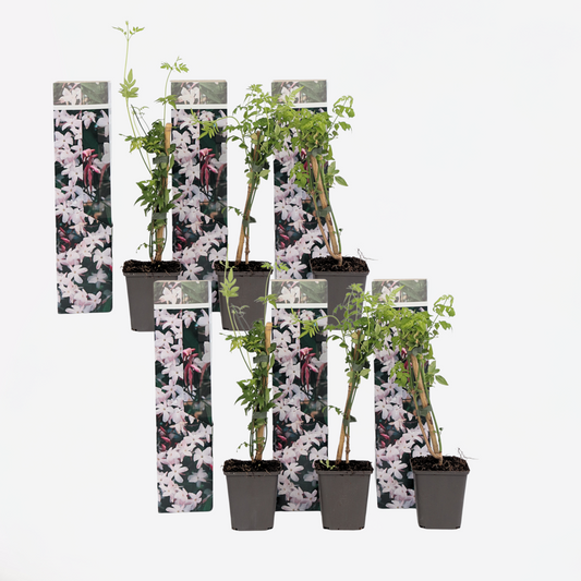 Florastore Jasmin - 6 Stk - Jasminum 'Officinale'  - Höhe 25-40Cm - ⌀9Cm