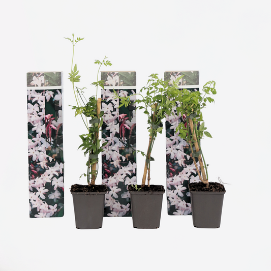 Florastore Jasmin - 3 Stk - Jasminum 'Officinale' - Höhe 25-40Cm - ⌀9Cm