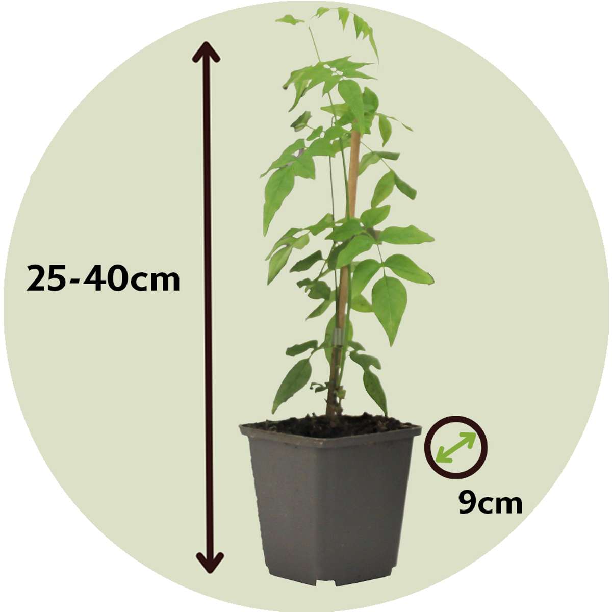 Florastore Jasmin - 3 Stk - Jasminum 'Officinale' - Höhe 25-40Cm - ⌀9Cm