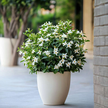 Florastore Jasmin - 3 Stk - Jasminum 'Officinale' - Höhe 25-40Cm - ⌀9Cm