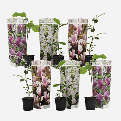 Florastore Magnolie - 6 Stk - Magnolia - Höhe 25-40Cm - ⌀9Cm