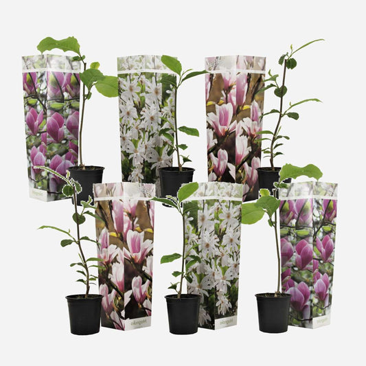 Florastore Magnolie - 6 Stk - Magnolia - Höhe 25-40Cm - ⌀9Cm