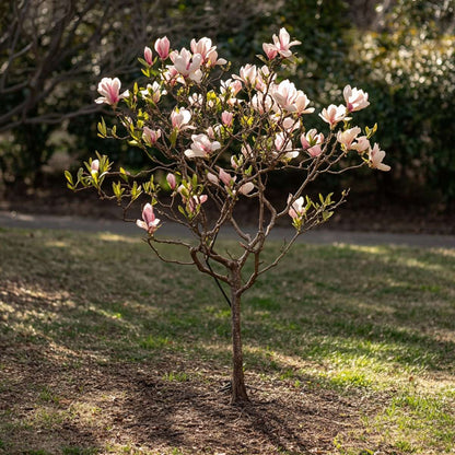 Florastore Magnolie - 6 Stk - Magnolia - Höhe 25-40Cm - ⌀9Cm