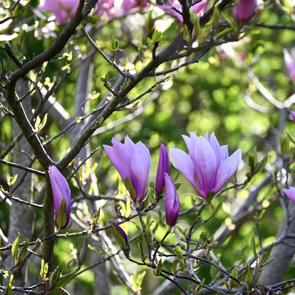 Florastore Magnolie - 6 Stk - Magnolia - Höhe 25-40Cm - ⌀9Cm