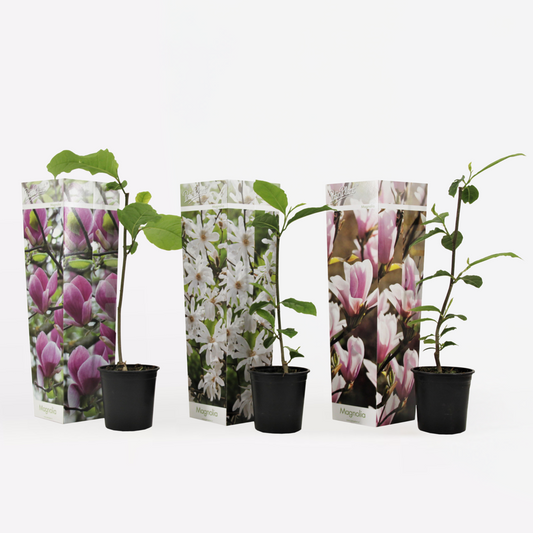 Florastore Magnolie - 3 Stk - Magnolia - Höhe 25-40Cm - ⌀9Cm