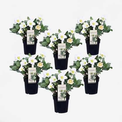 Florastore Christrosen - 6 Stk - Helleborus Niger 'Mont Blanc' - Höhe 20-30Cm - ⌀12Cm