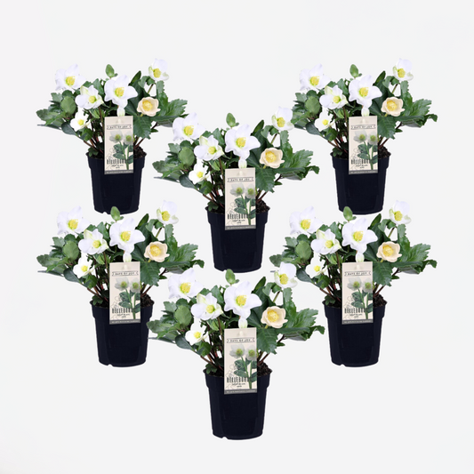 Florastore Christrosen - 6 Stk - Helleborus Niger 'Mont Blanc' - Höhe 20-30Cm - ⌀12Cm
