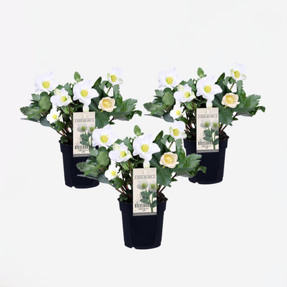 Florastore Christrosen - 3 Stk - Helleborus Niger 'Mont Blanc' - Höhe 20-30Cm - ⌀12Cm