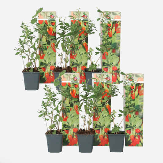 Florastore Goji Pflanzen - 6 Stk - Lycium Barbarum - Höhe 25-40Cm - ⌀9Cm