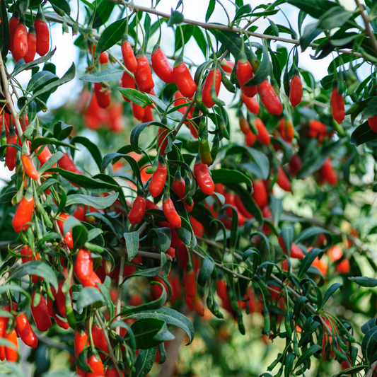 Florastore Goji Pflanzen - 6 Stk - Lycium Barbarum - Höhe 25-40Cm - ⌀9Cm