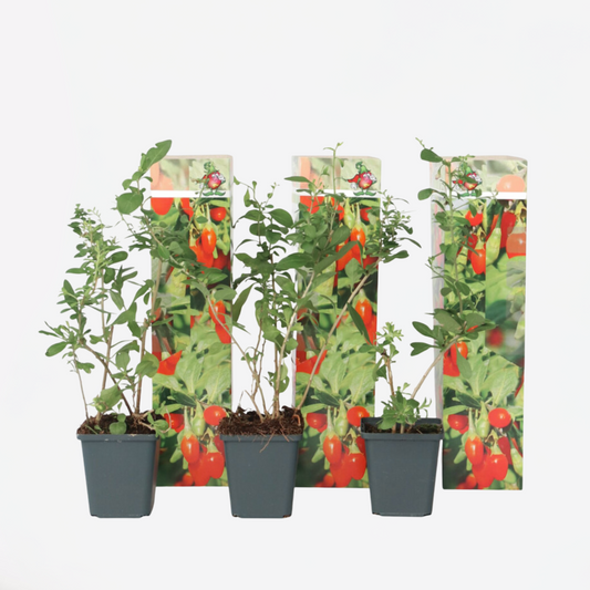 Florastore Goji Pflanzen - 3 Stk - Lycium Barbarum - Höhe 25-40Cm - ⌀9Cm
