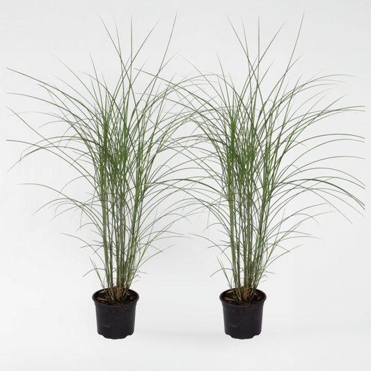 Florastore Chinaschilf Zebrinus - 2 Stk - Miscanthus 'Silberspinne' - Höhe 20-30Cm - ⌀23Cm