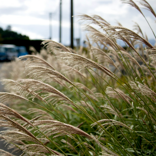 Florastore Chinaschilf Zebrinus - 2 Stk - Miscanthus 'Silberspinne' - Höhe 20-30Cm - ⌀23Cm