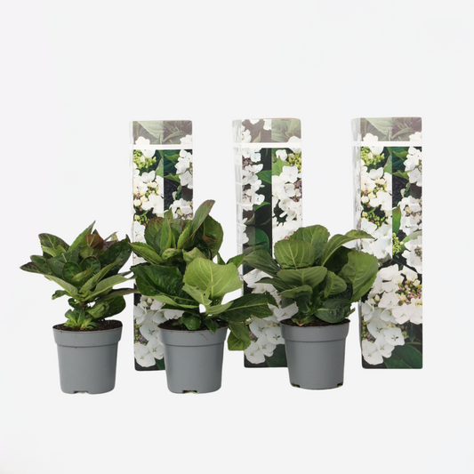 Florastore Hortensie - 3 Stk - Hydrangea Macrophylla Teller 'Benxi' - Höhe 25-40Cm - ⌀9Cm