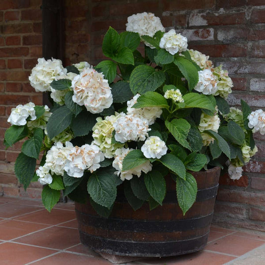 Florastore Hortensie - 3 Stk - Hydrangea Macrophylla Teller 'Benxi' - Höhe 25-40Cm - ⌀9Cm