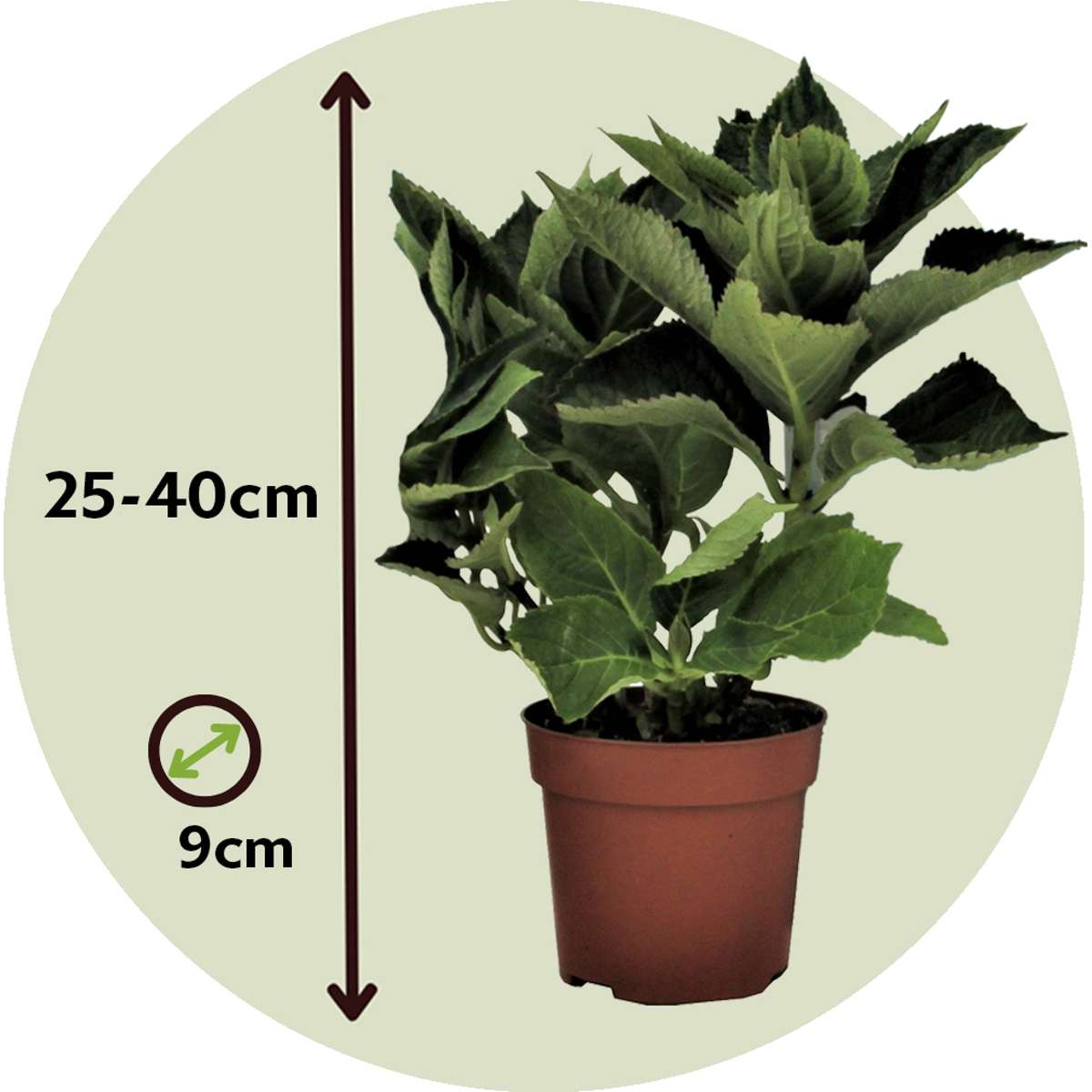 Florastore Hortensie - 3 Stk - Hydrangea Macrophylla Teller 'Benxi' - Höhe 25-40Cm - ⌀9Cm