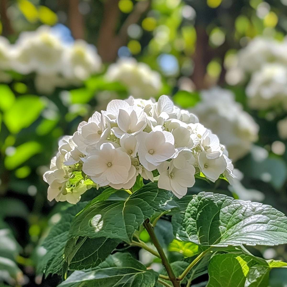 Florastore Hortensie - 3 Stk - Hydrangea Macrophylla Teller 'Benxi' - Höhe 25-40Cm - ⌀9Cm