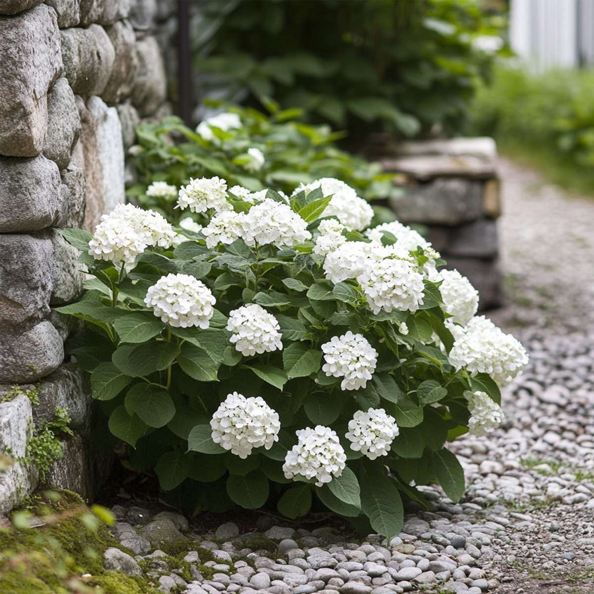 Florastore Hortensie - 3 Stk - Hydrangea Macrophylla Teller 'Benxi' - Höhe 25-40Cm - ⌀9Cm