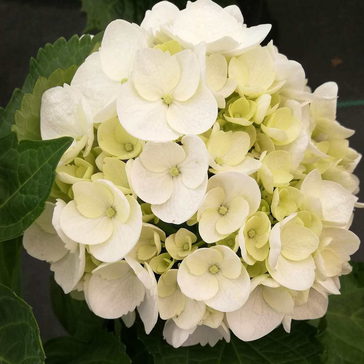 Florastore Hortensie - 3 Stk - Hydrangea Macrophylla Teller 'Benxi' - Höhe 25-40Cm - ⌀9Cm