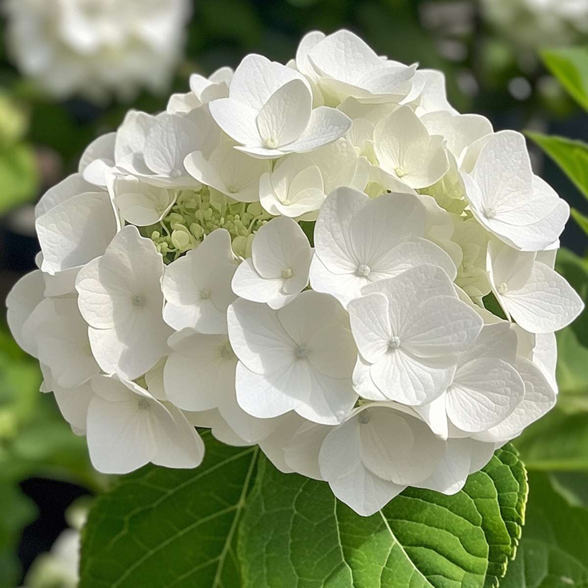 Florastore Hortensie - 3 Stk - Hydrangea Macrophylla Teller 'Benxi' - Höhe 25-40Cm - ⌀9Cm