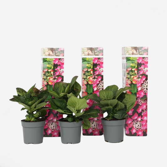 Florastore Hortensie - 3 Stk - Hydrangea Macrophylla Teller Red Bull - Höhe 25-40Cm - ⌀9Cm