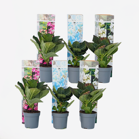 Florastore Hortensie - 6 Stk - Hydrangea Macrophylla - Höhe 25-40Cm - ⌀9Cm