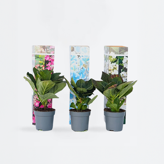 Florastore Hortensie - 3 Stk - Hydrangea Macrophylla - Höhe 25-40Cm - ⌀9Cm