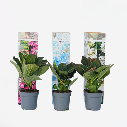 Florastore Hortensie - 3 Stk - Hydrangea Macrophylla - Höhe 25-40Cm - ⌀9Cm