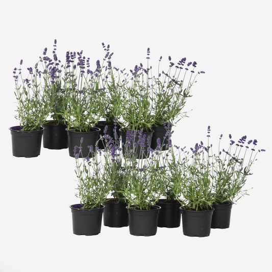Florastore Lavendelpflanzen - 12 Stk - Lavandula Angustifolia - Höhe 10-15Cm - ⌀11Cm