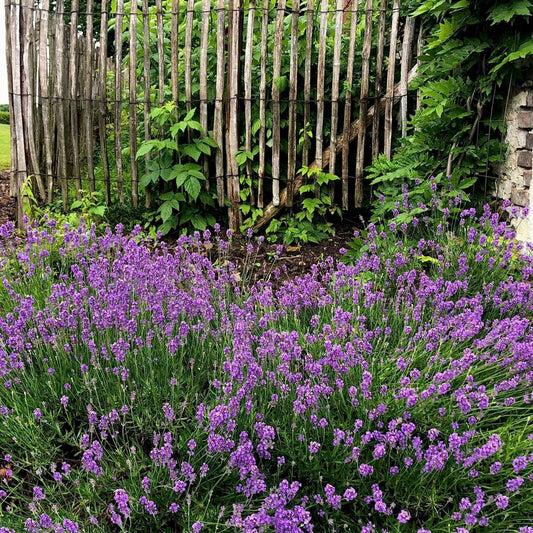 Florastore Lavendelpflanzen - 12 Stk - Lavandula Angustifolia - Höhe 10-15Cm - ⌀11Cm