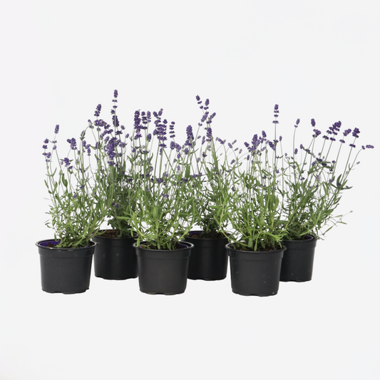 Florastore Lavendelpflanzen - 6 Stk - Lavandula Angustifolia - Höhe 10-15Cm - ⌀11Cm