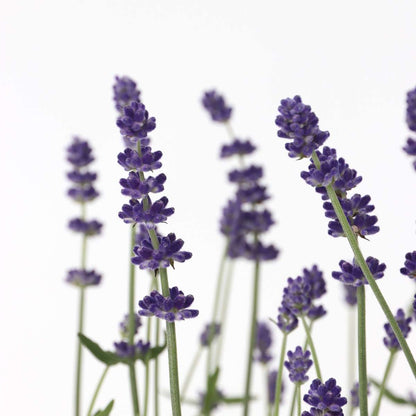 Florastore Lavendelpflanzen - 6 Stk - Lavandula Angustifolia - Höhe 10-15Cm - ⌀11Cm